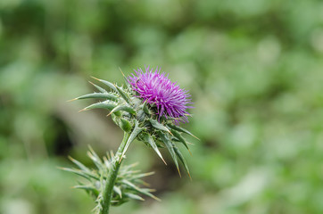 Silybum marianum,