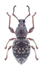 Beetle Otiorhynchus fullo