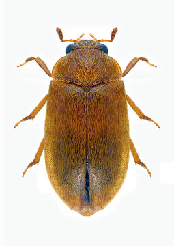 Beetle Byturus ochraceus
