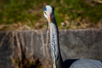 Obraz premium Grey Heron