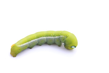 Stock Photo:.Green Caterpillar on white background.