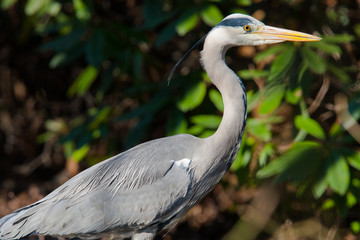 Grey Heron
