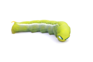 Stock Photo:.Green Caterpillar on white background.