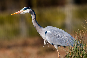 Grey Heron