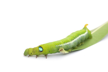 Stock Photo:.Green Caterpillar on white background.