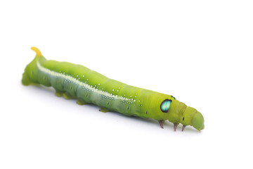 Stock Photo:.Green Caterpillar on white background.