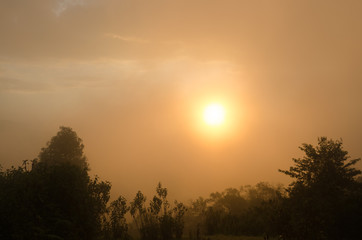 Forest morning with golden sunlight
