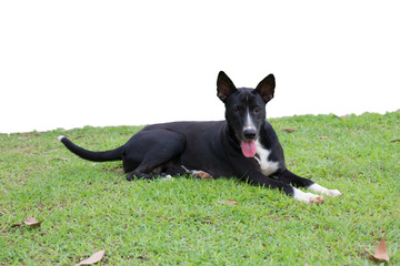 Dog lying on the grass