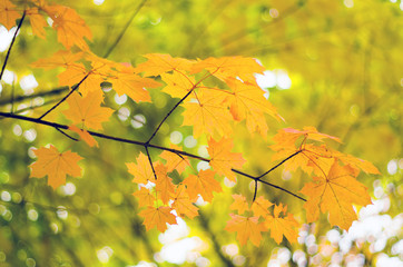 Maple leaves in autumn