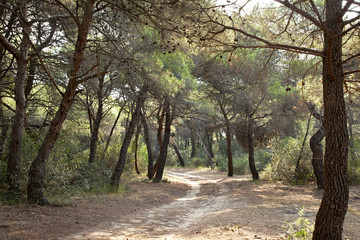 Trail