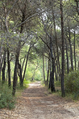 Trail