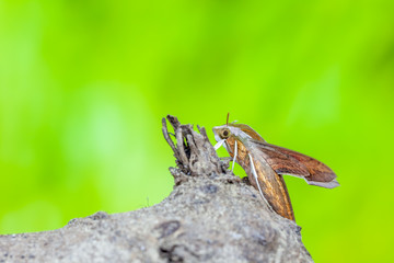Giant Arum hawk moth