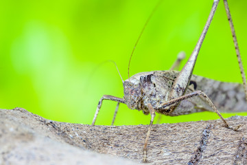 Grasshopper