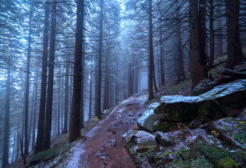 Scary and misty pine forest in the autumn time.