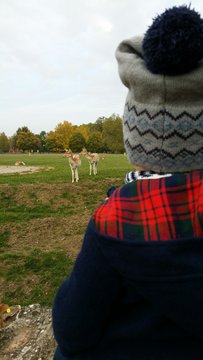 Bamby et bambin