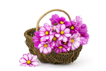 cosmos flowers in a basket