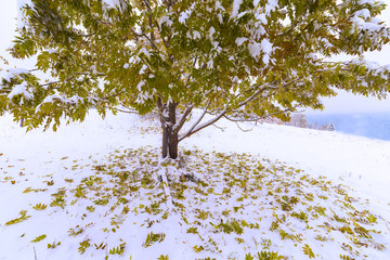 The first fall of snow. Yellow birch leaves in the snow