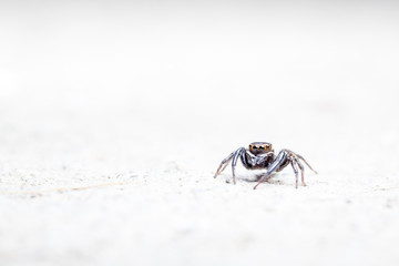 Jumping spider
