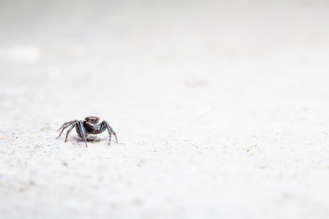 Jumping spider