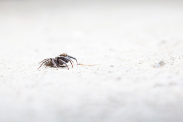 Jumping spider