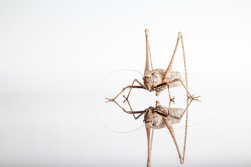 Grasshopper