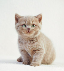 portrait of british short hair kitten