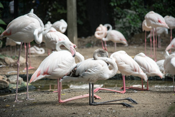 Flamingo in the zoo