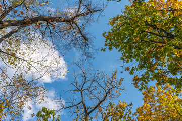 Tree branches in autumn forest. Natural background.