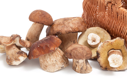 Group of mushrooms and fragment of wicker basket