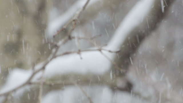 Snowing on a tree branch close-up defocused usable as background