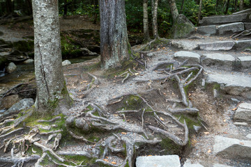 Autumn forest ground