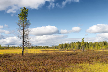 Fototapeta na wymiar Scenic landscape of nature in Siberia