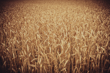 photo of background, backdrop of  ears on the beautiful wheat field toned in retro vintage style