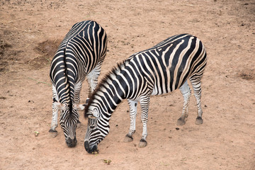 Fototapeta na wymiar duo zebra