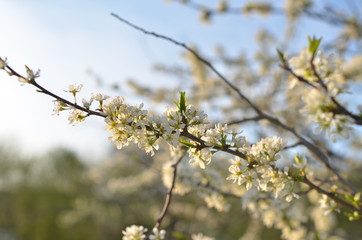 Beautiful cherry blossom branch
