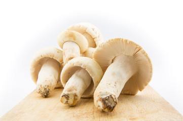 Wild mushroom on wood cutting board