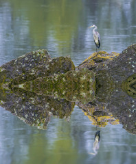 Reiher auf Felsen im Fluss