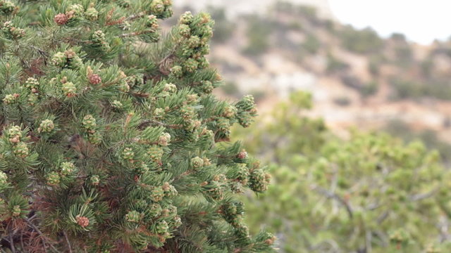 Pinion Pine trees above natural desert canyon P HD 1746