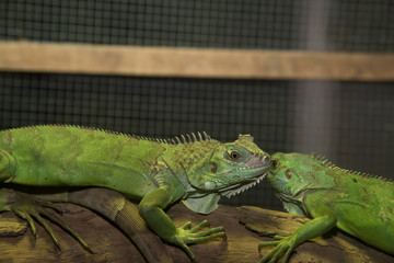 green iguana