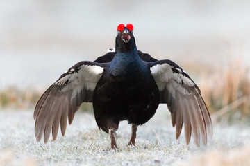 Black Grouse on a frosty morning in Scotland during a lek