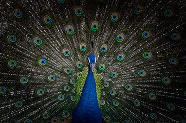 Obraz premium Portrait of Beautiful Peacock with feathers out