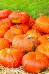bunch of plump and juicy holiday pumpkins