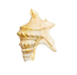 aporrhais pespelecani variety of seashell over white