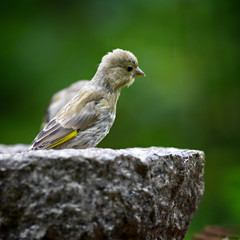 Bird feeding sunflower seeds from the feeder. Greenfinch. Cardue