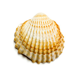 Acanthocardia tuberculata, cockle shell isolated on white