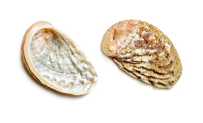twisted mother of pearl seashell over white