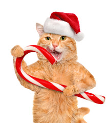 Cat in red  hat holds a Christmas candy. Isolated on white. © Rasulov