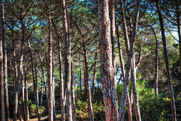 pine wood in Alghero