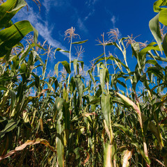 Fototapeta premium ripe corn on a background of blue clear sky