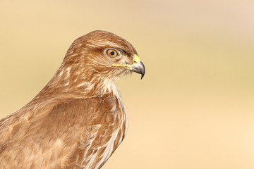 Buzzard with prey and portrait